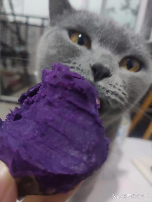 两个月的小猫能吃紫薯吗?
