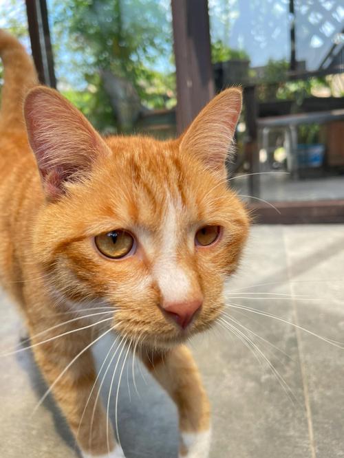 猫咪眼睛一大一小一会又正常