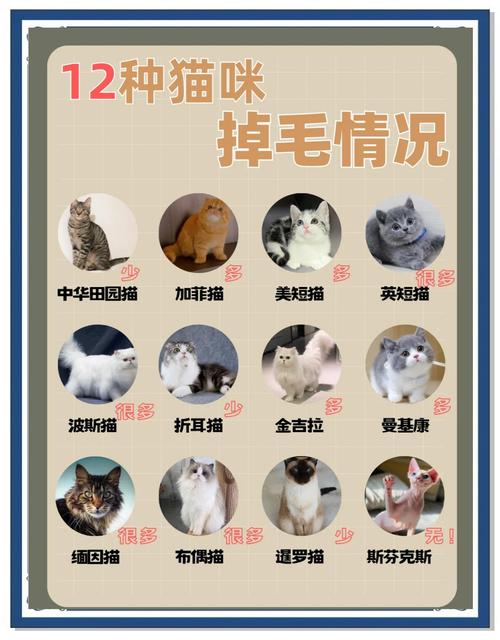 猫咪冬天会不会掉毛