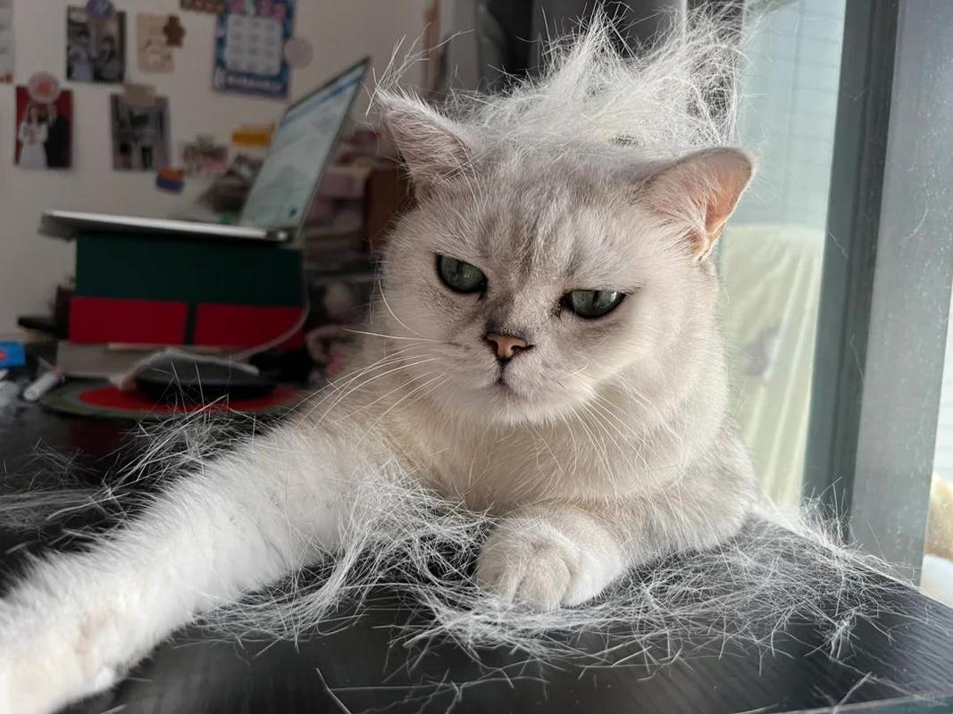 冬天猫咪掉毛严重该怎么处理?