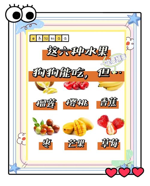 泰迪狗生后吃什么水果