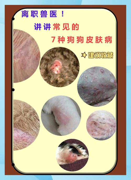 狗狗常见的五大皮肤病以及症状