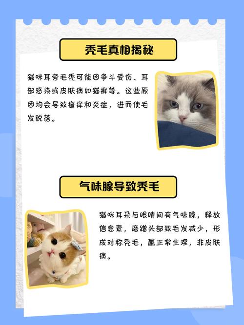 猫咪耳朵附近毛秃了