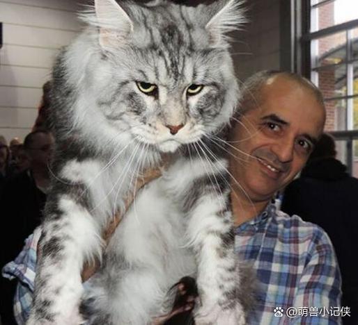 缅因猫耳朵周围有秃毛的现象是什么原因?