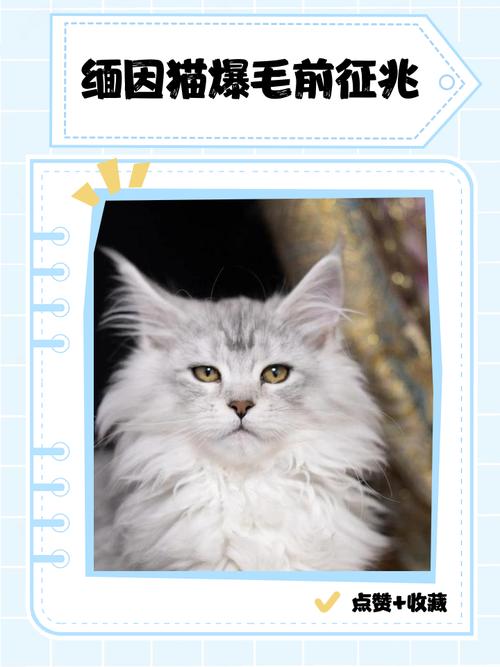 猫咪耳朵下面毛变秃了