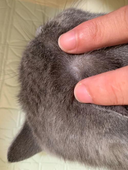 猫咪耳朵毛秃了一块