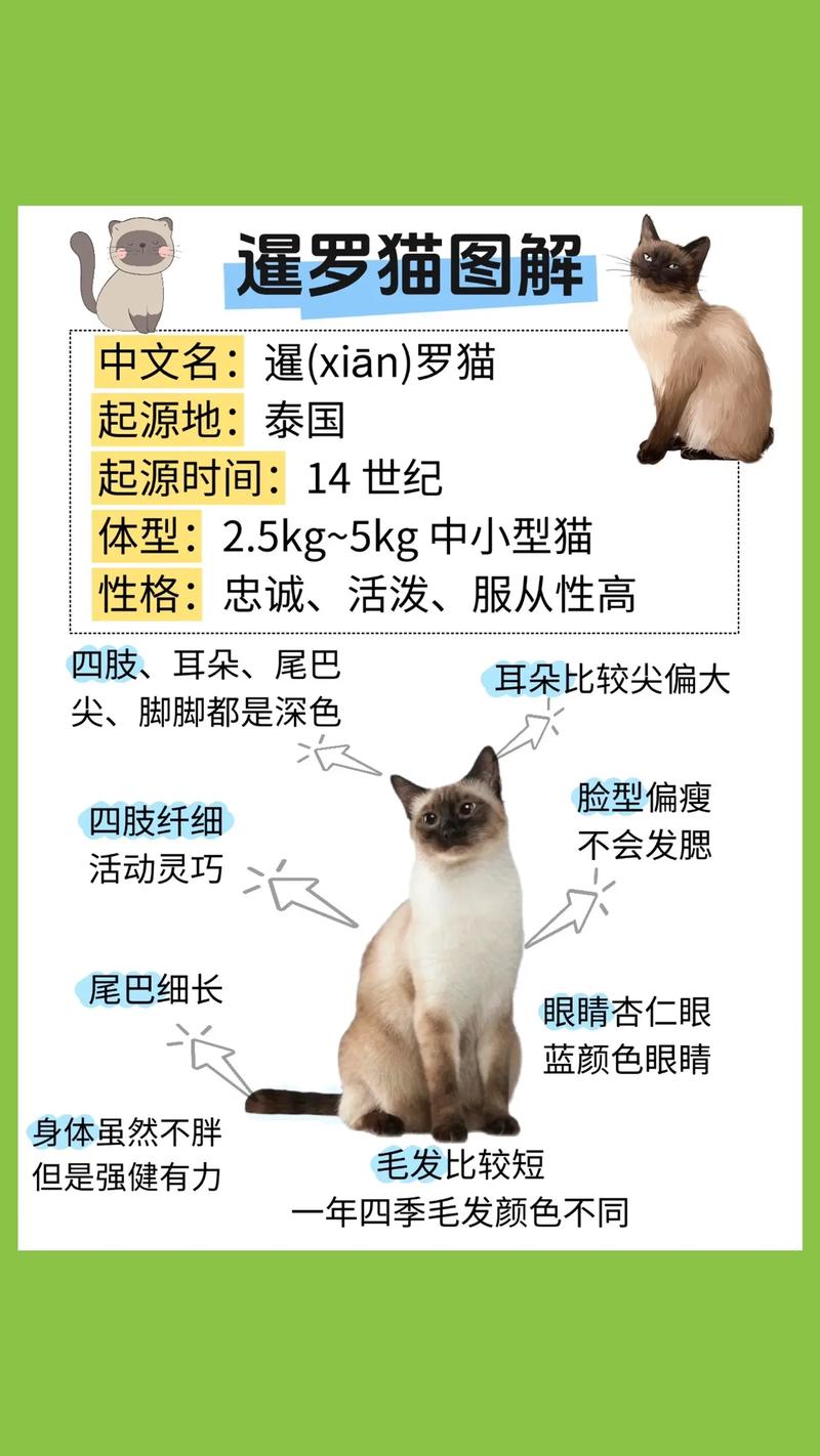 如何判断暹罗猫的年龄?