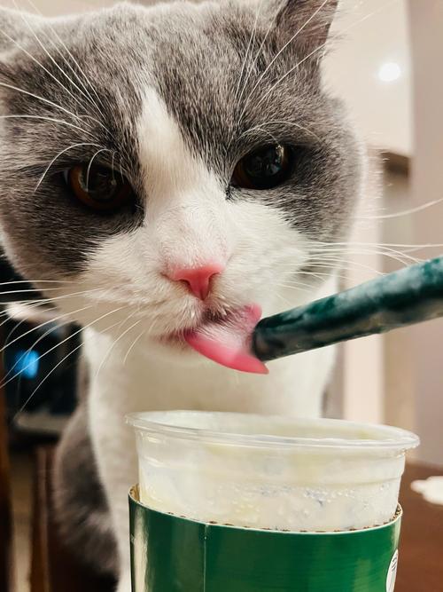 猫咪喝了奶茶会有哪些危害?