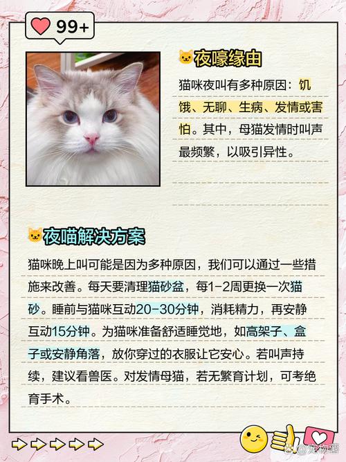 猫咪晚上老爱叫怎么办