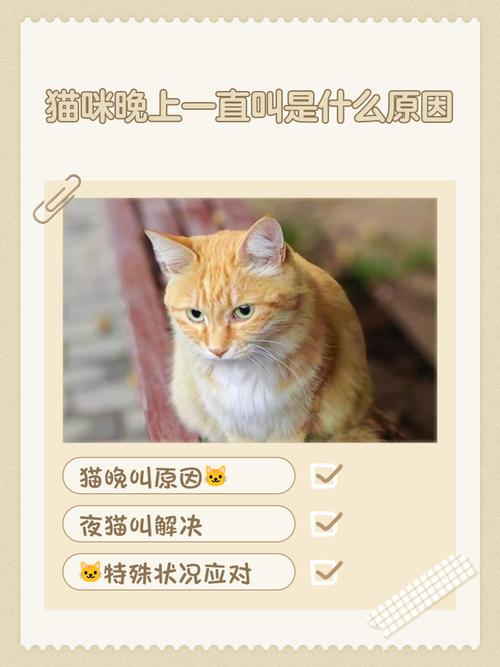 猫晚上叫得厉害啊.怎么办