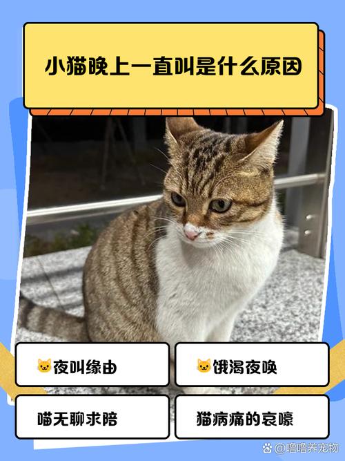 猫咪晚上总是叫,主人该怎么办呢?