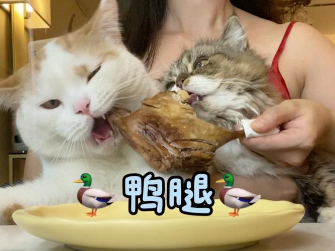 猫可以吃鸭肉吗?