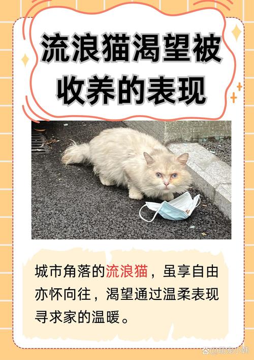 猫能吃鸭肉吗