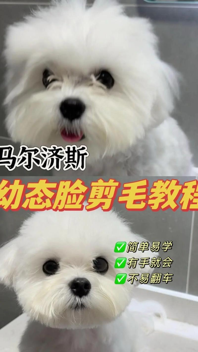 自己在家给泰迪剪毛的方法