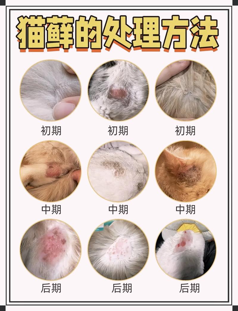 猫为什么会得猫癣