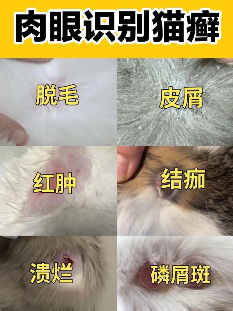 为什么猫咪会得猫癣啊?