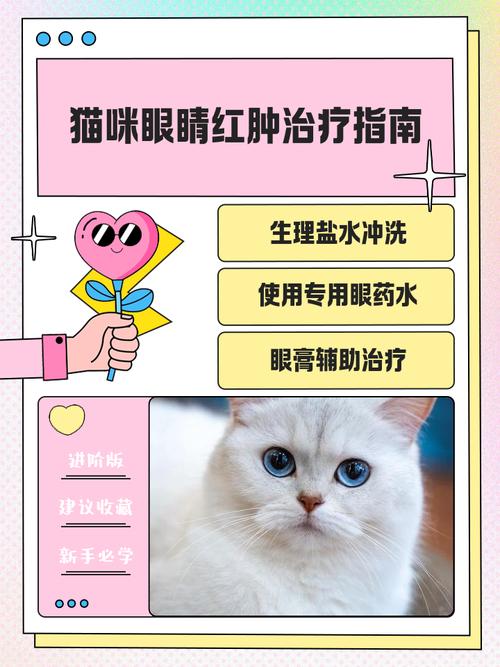 猫眼皮上方红肿怎么回事