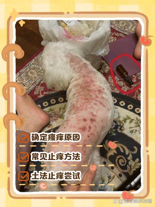 狗狗挠痒痒是有跳蚤吗