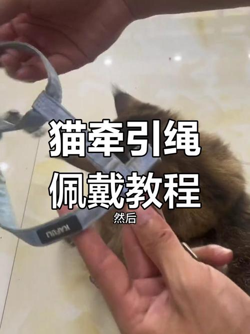 猫咪牵引绳怎么拴