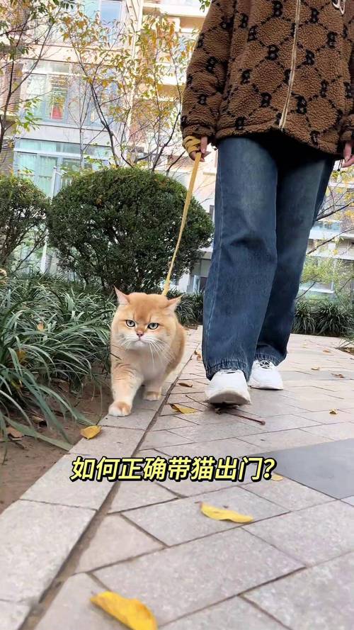 猫牵引绳可以一直戴着吗