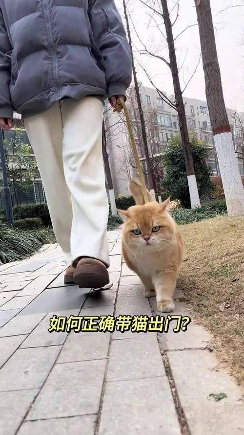 猫咪背心式牵引绳怎么套