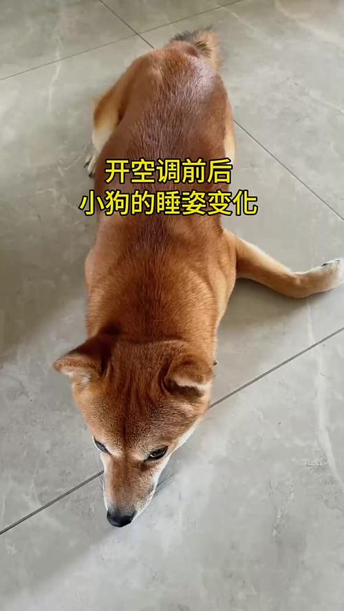 人不在家要给狗开空调吗