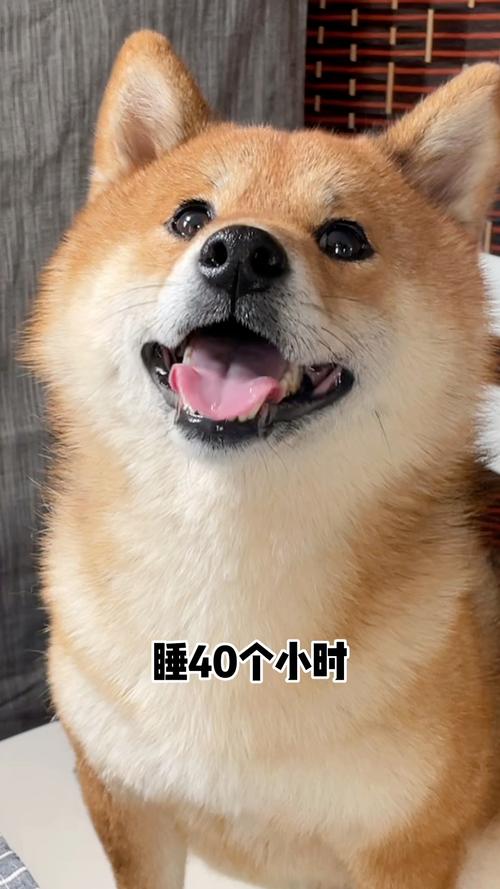 狗狗发情为什么天天睡