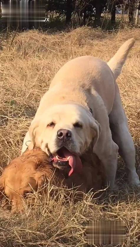 狗发情一直叫怎么办?