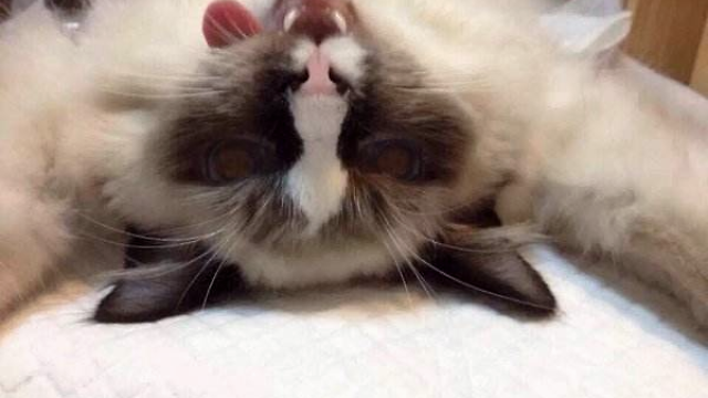 母狗发情有什么症状