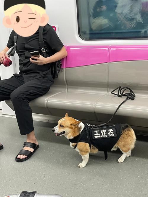 狗狗可以坐地铁吗