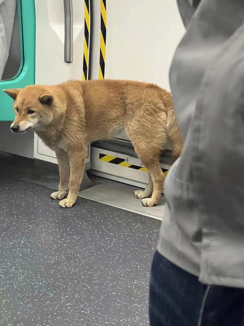 为什么国内狗狗不能上公交地铁,国外却当作习以为常?