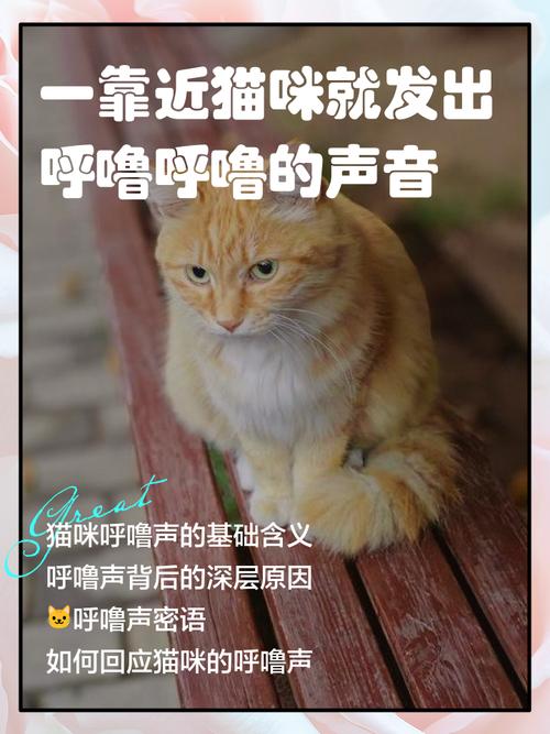 猫咪为什么见人就呼噜呼噜