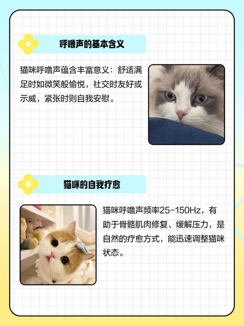 猫咪呼噜声代表什么