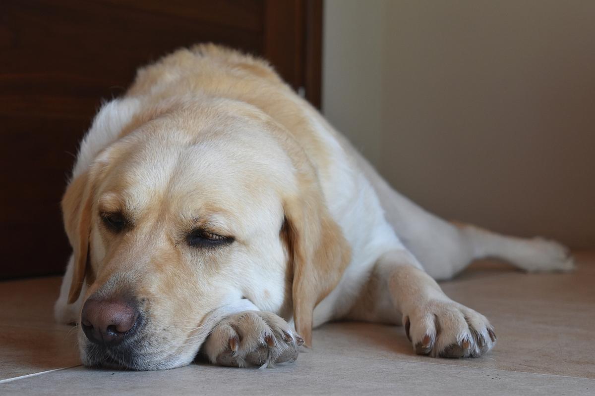 狗狗的不同姿态所表达的情绪