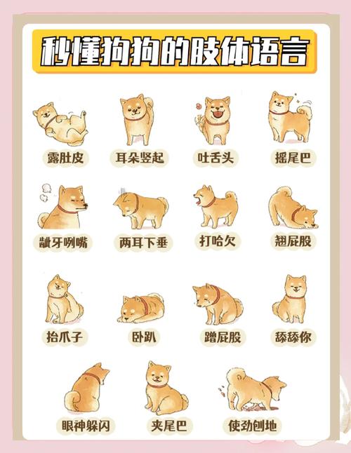 狗狗的肢体语言