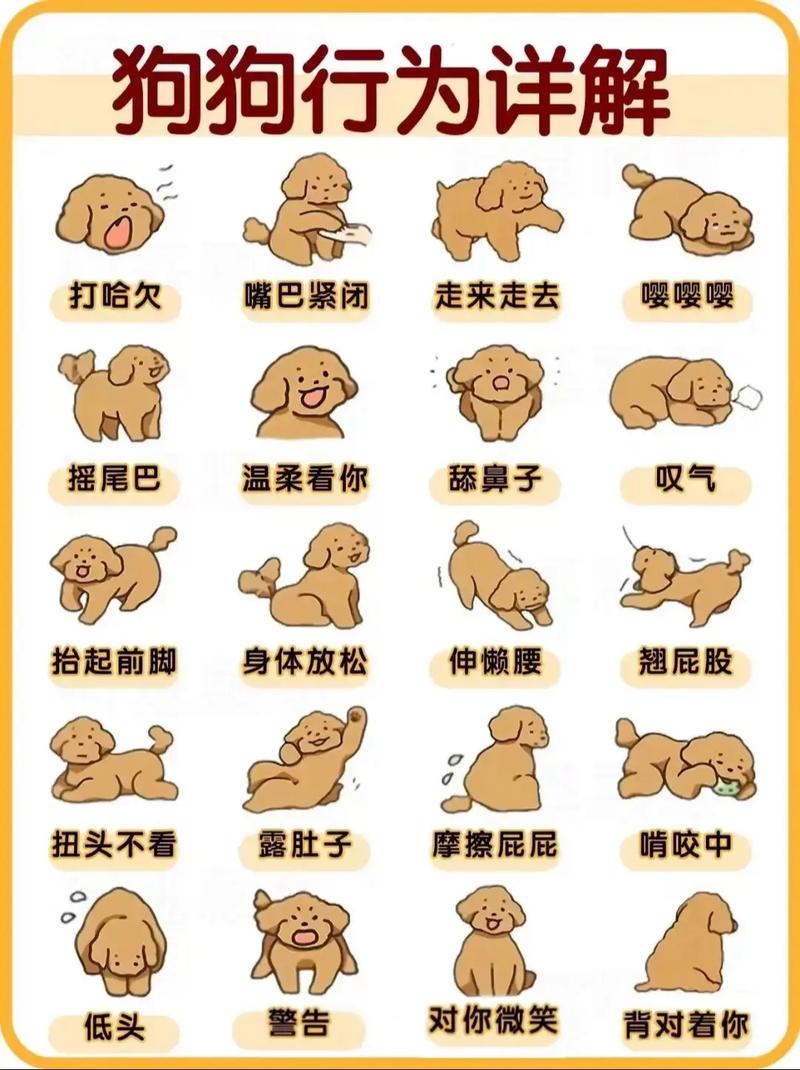 常见的12种狗狗行为语言解析
