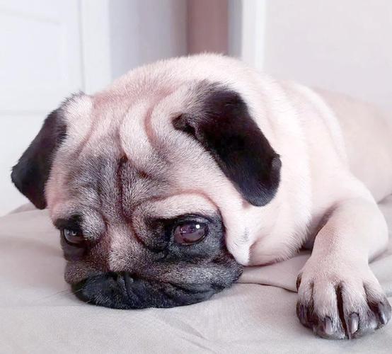 狗狗行为超详解,秒懂狗狗的小心思