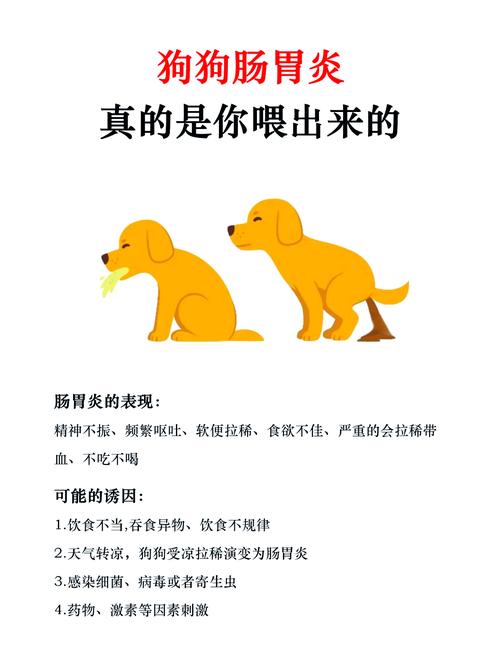 狗狗肠胃炎的6个阶段是什么?