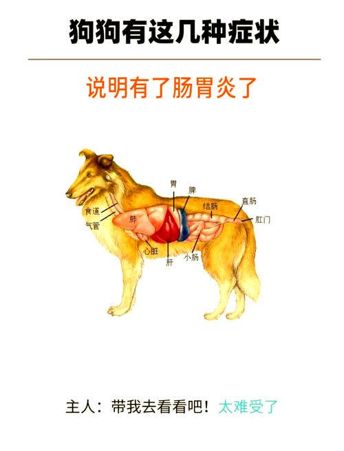 狗狗肠胃炎的6个阶段是什么