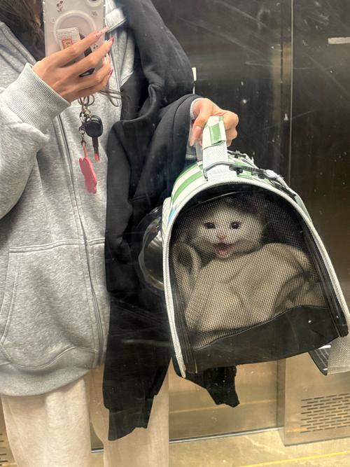 大巴托运猫咪会闷死吗