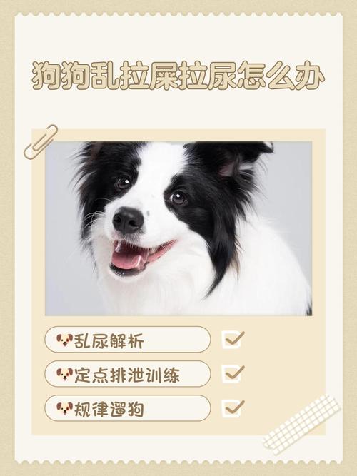 怎么让狗学会在外面拉屎拉尿-三个月狗狗乱拉乱尿怎么训练