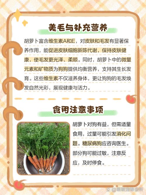 狗狗吃红萝卜会有哪些好处?