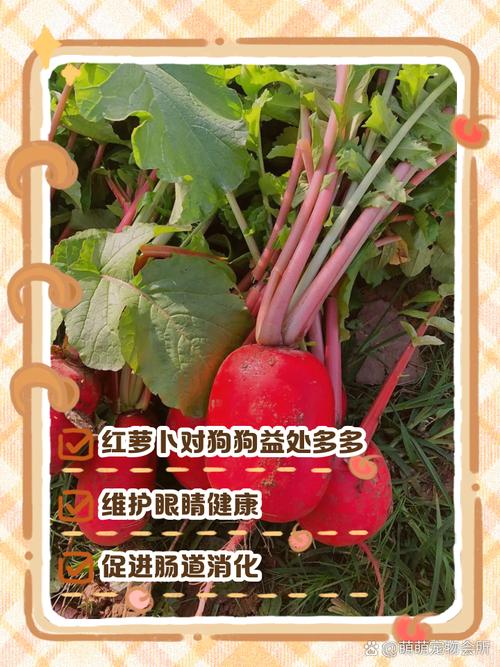 狗狗不能吃红萝卜吗为什么