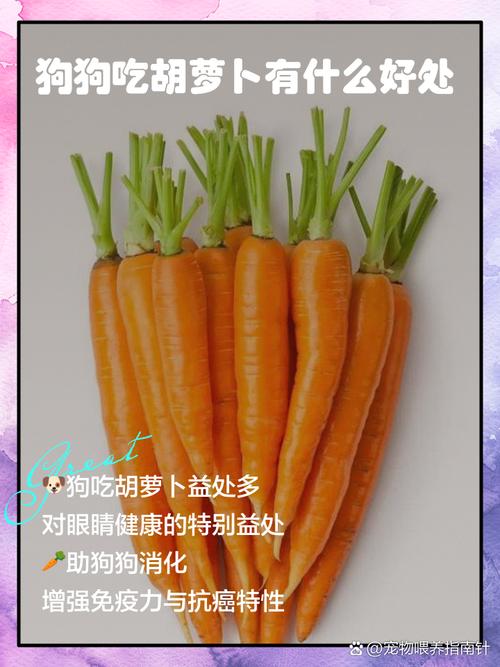 狗狗吃胡萝卜有什么好处