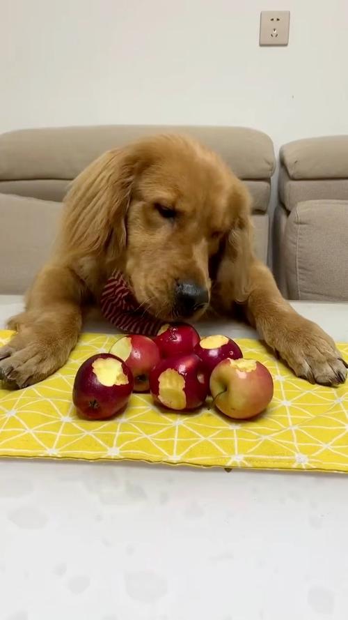 可以给狗狗吃苹果