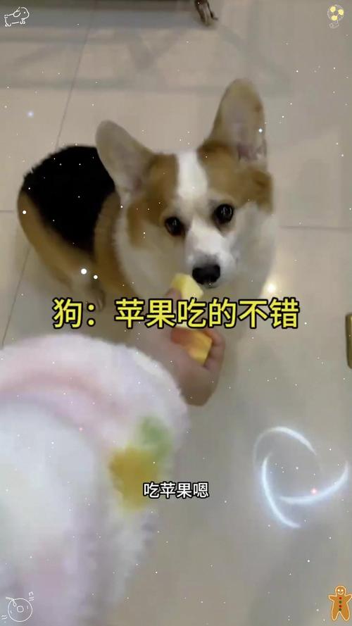 狗狗一天能吃多少苹果
