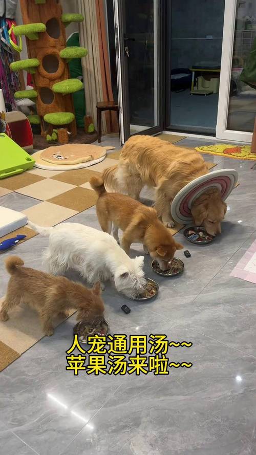 给狗子喝苹果煮的水?