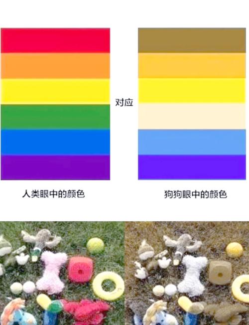 狗狗能看见什么颜色?关于“色盲”的真相,比你想象的更复杂!