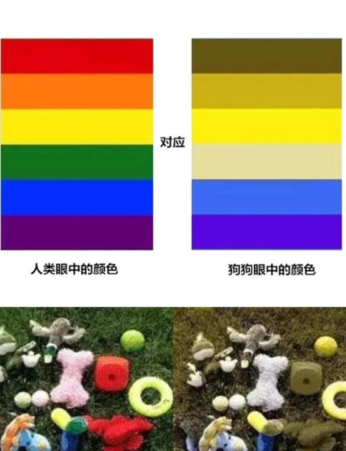 狗狗眼中最明显的颜色