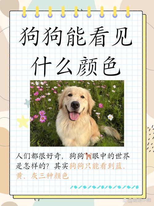 狗狗能看到什么颜色